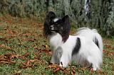 EPAGNEUL PAPILLON 081